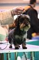 Crufts2011_2 1369